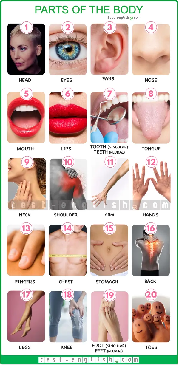 Illustration of human body parts with labels for A1 English vocabulary learning.